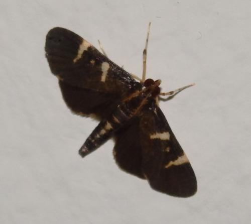 Lygropia disarche